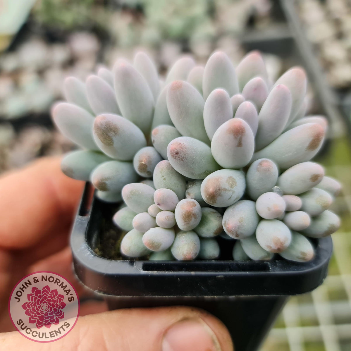 Pachyphytum Baby Finger - Multi Heads