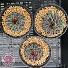 Sempervivum calcareum 'Grigg's Surprise'