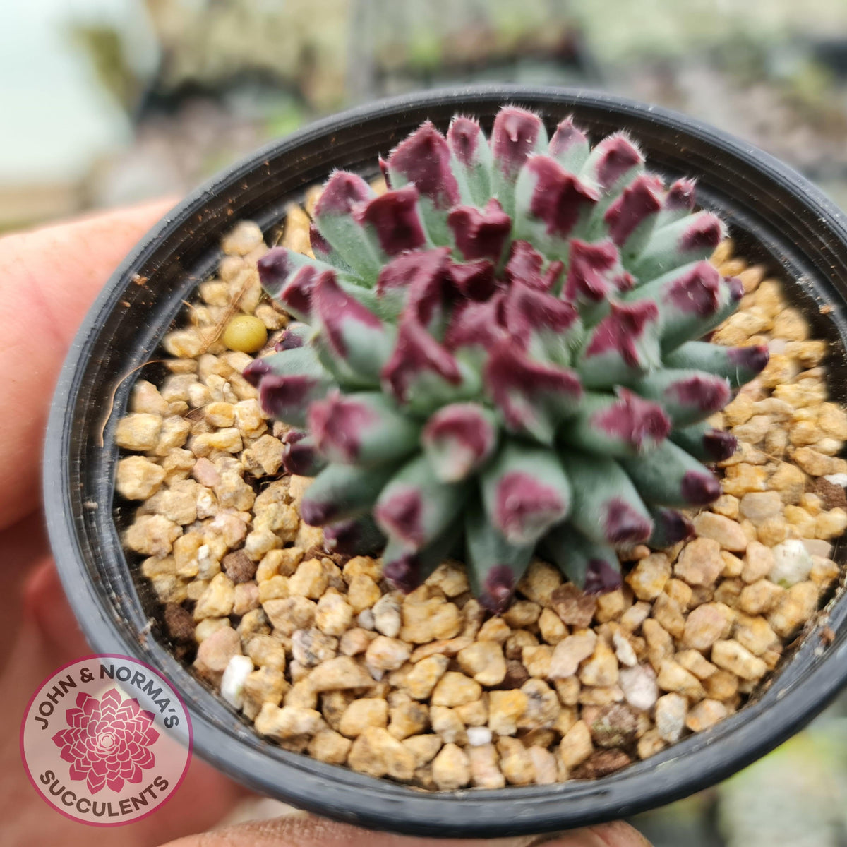 Sempervivum calcareum 'Grigg's Surprise'