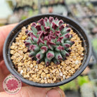 Sempervivum calcareum 'Grigg's Surprise'