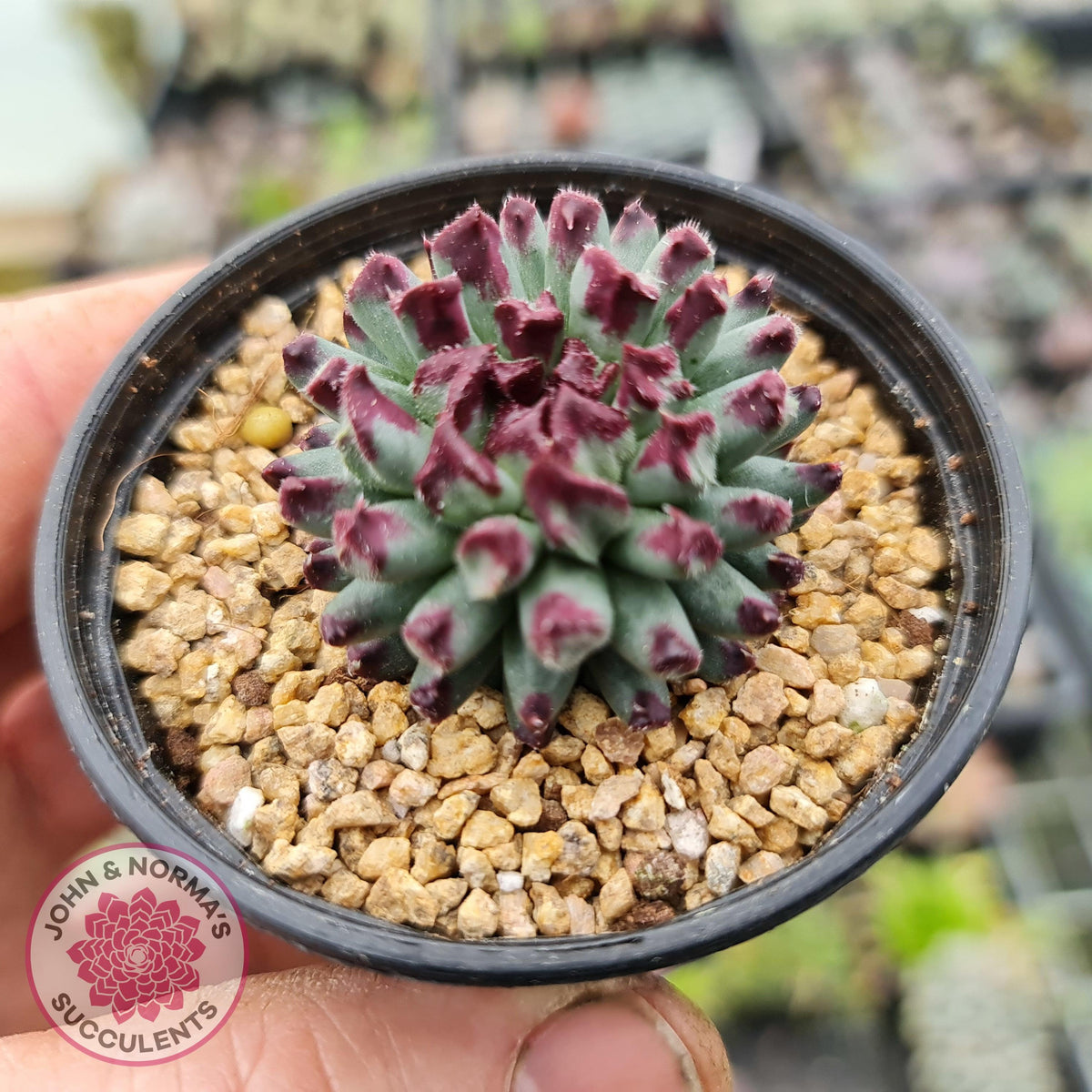 Sempervivum calcareum 'Grigg's Surprise'