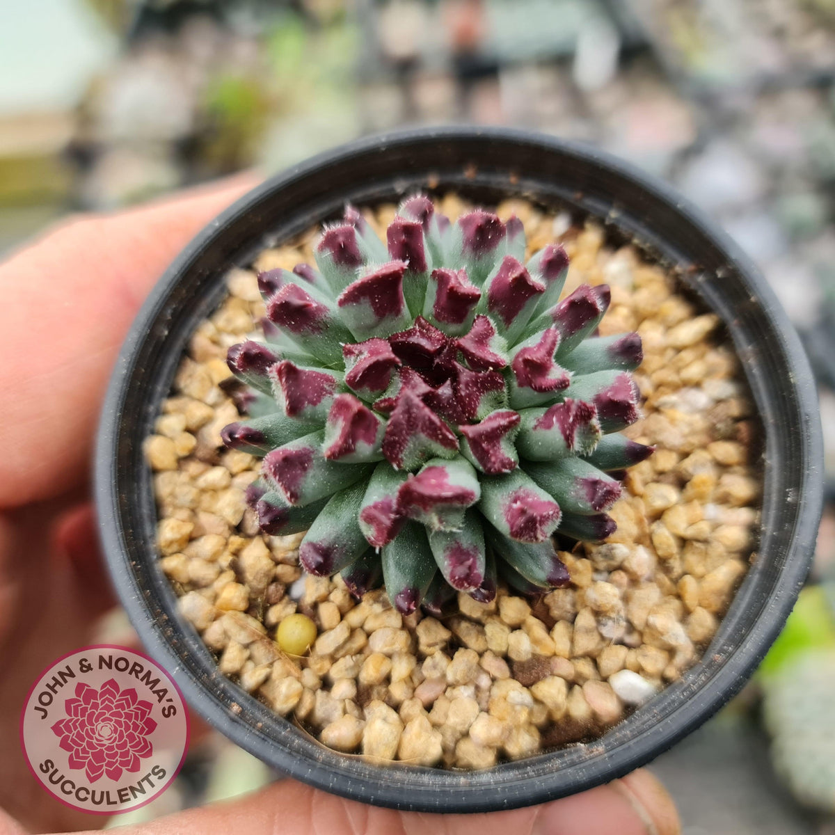 Sempervivum calcareum 'Grigg's Surprise'