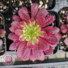 Aeonium Mardi Gras