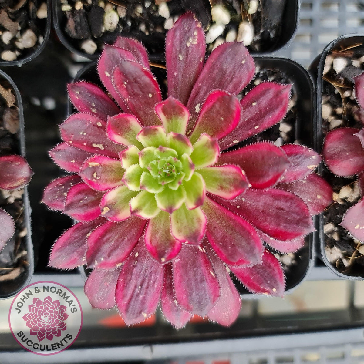 Aeonium Mardi Gras