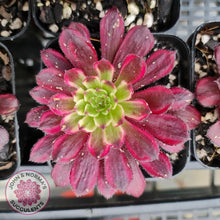 Load image into Gallery viewer, Aeonium Mardi Gras - John &amp; Norma&#39;s Succulents
