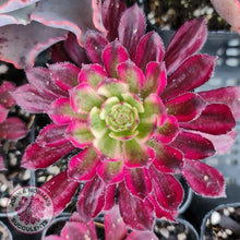 Load image into Gallery viewer, Aeonium Mardi Gras - John &amp; Norma&#39;s Succulents
