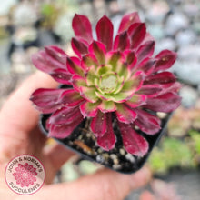 Load image into Gallery viewer, Aeonium Mardi Gras - John &amp; Norma&#39;s Succulents
