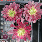 Aeonium Mardi Gras