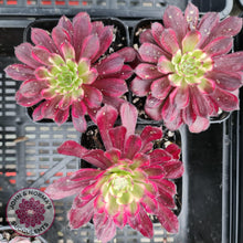 Load image into Gallery viewer, Aeonium Mardi Gras - John &amp; Norma&#39;s Succulents
