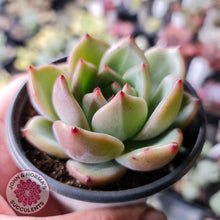 Load image into Gallery viewer, Echeveria Shallot Champagne - John &amp; Norma&#39;s Succulents
