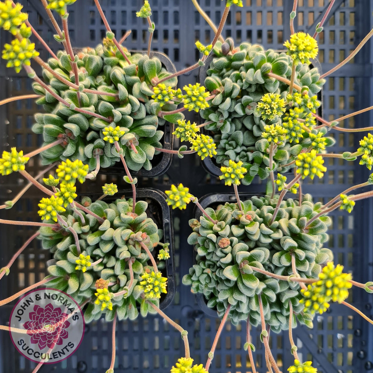 Crassula Fernwood