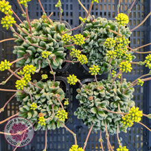 Load image into Gallery viewer, Crassula Fernwood - John &amp; Norma&#39;s Succulents
