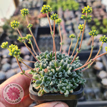 Load image into Gallery viewer, Crassula Fernwood - John &amp; Norma&#39;s Succulents
