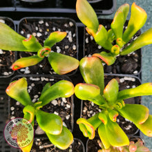 Load image into Gallery viewer, Crassula ovata Gollum - John &amp; Norma&#39;s Succulents
