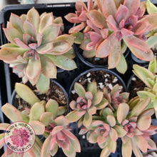 Load image into Gallery viewer, Graptoveria Rubra - John &amp; Norma&#39;s Succulents
