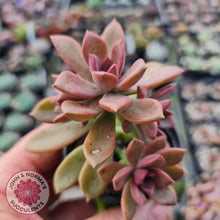 Load image into Gallery viewer, Graptoveria Rubra - John &amp; Norma&#39;s Succulents
