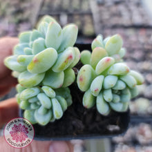 Load image into Gallery viewer, Sedum clavatum - John &amp; Norma&#39;s Succulents
