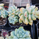 Sedum clavatum (multi)