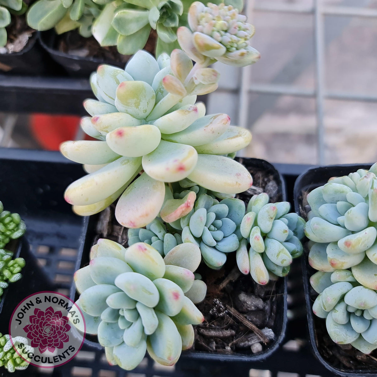 Sedum clavatum (multi)
