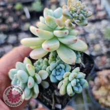 Load image into Gallery viewer, Sedum clavatum - John &amp; Norma&#39;s Succulents
