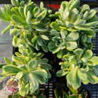Aeonium Castello-Paivae Variegata 'Suncup'