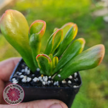 Load image into Gallery viewer, Crassula ovata Gollum - John &amp; Norma&#39;s Succulents
