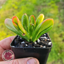 Load image into Gallery viewer, Crassula ovata Gollum - John &amp; Norma&#39;s Succulents
