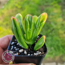 Load image into Gallery viewer, Crassula ovata Gollum - John &amp; Norma&#39;s Succulents
