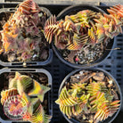 Crassula capitella ssp thyrsiflora