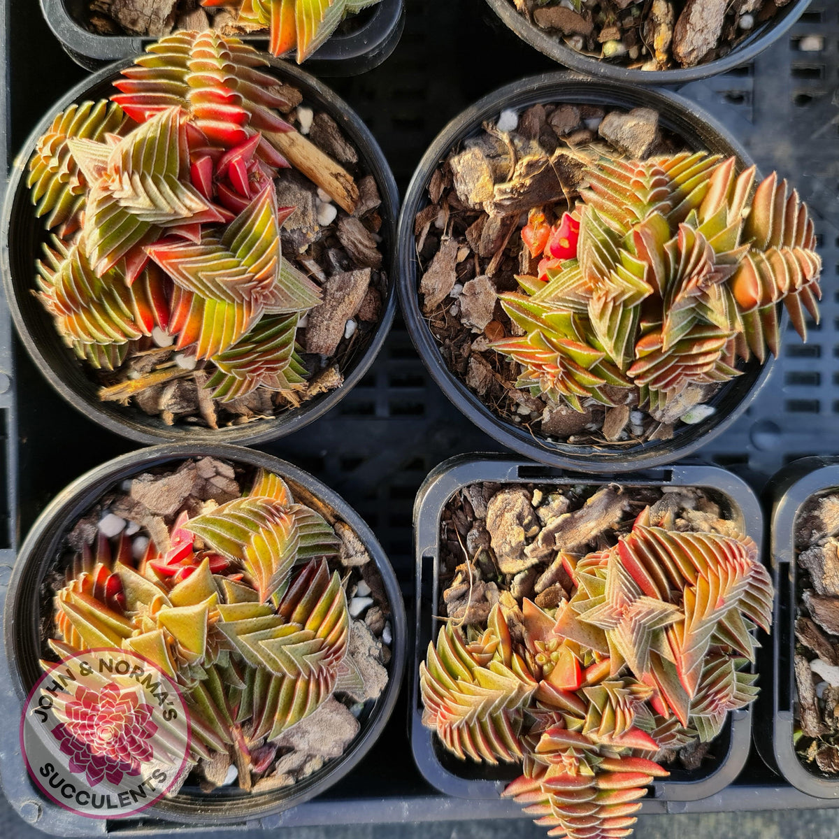 Crassula capitella ssp thyrsiflora