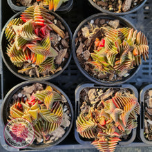 Load image into Gallery viewer, Crassula capitella ssp thyrsiflora - John &amp; Norma&#39;s Succulents
