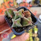 Crassula capitella ssp thyrsiflora