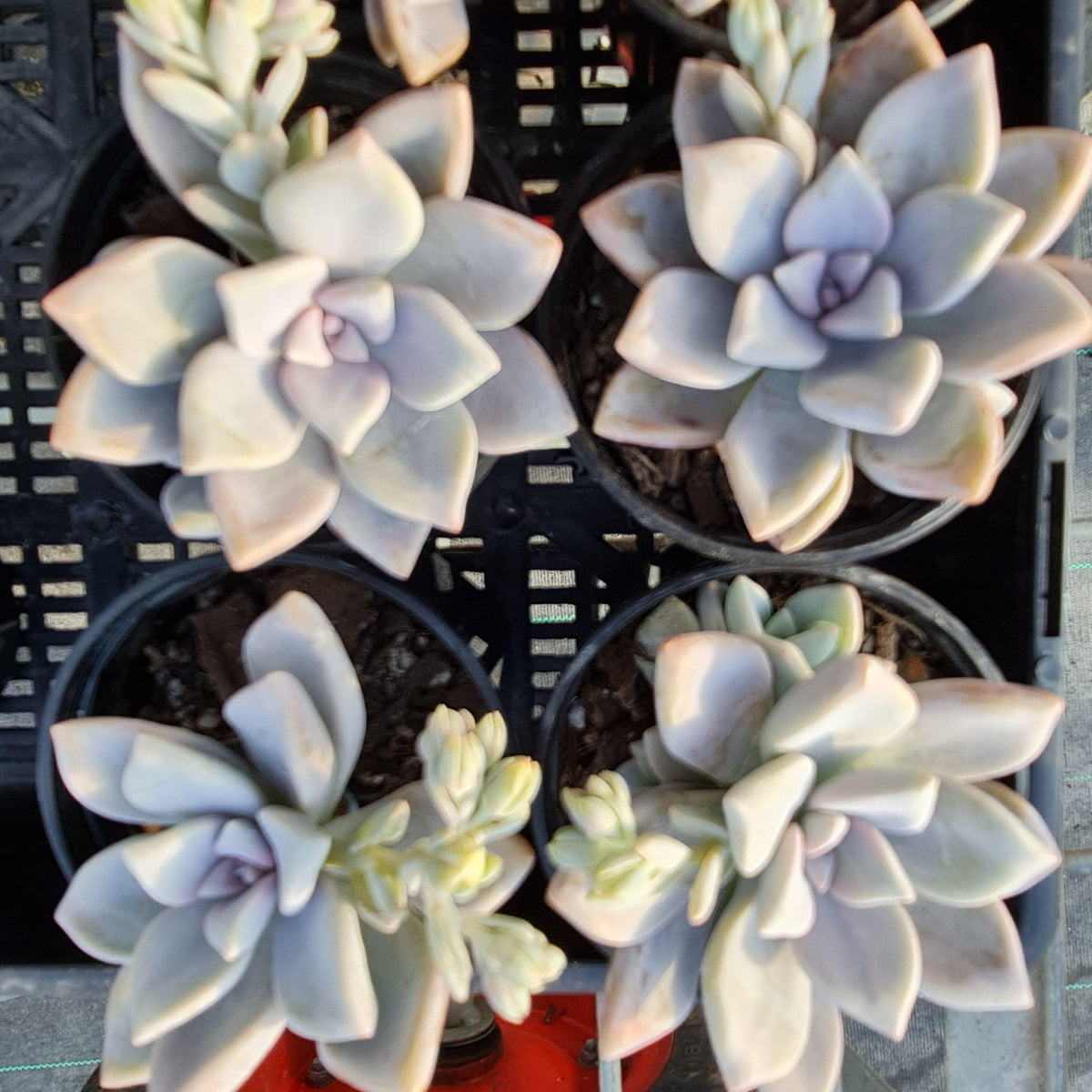 Graptoveria 'Tricolour'