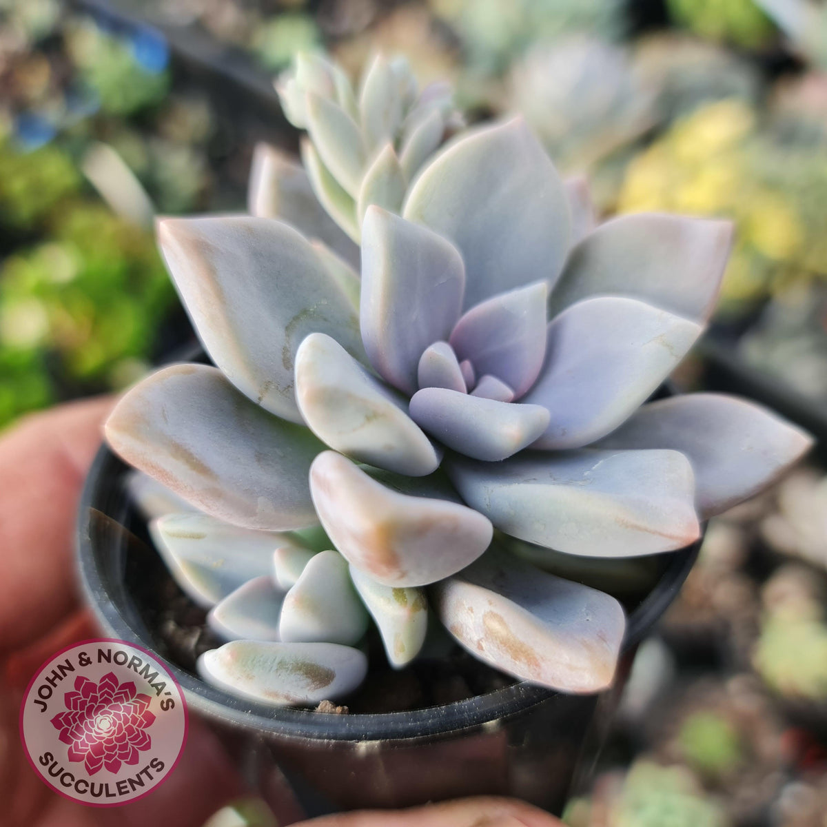 Graptoveria 'Tricolour'