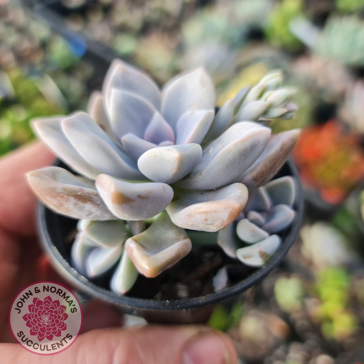 Graptoveria 'Tricolour'