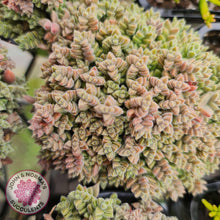 Load image into Gallery viewer, Crassula ernestii - John &amp; Norma&#39;s Succulents
