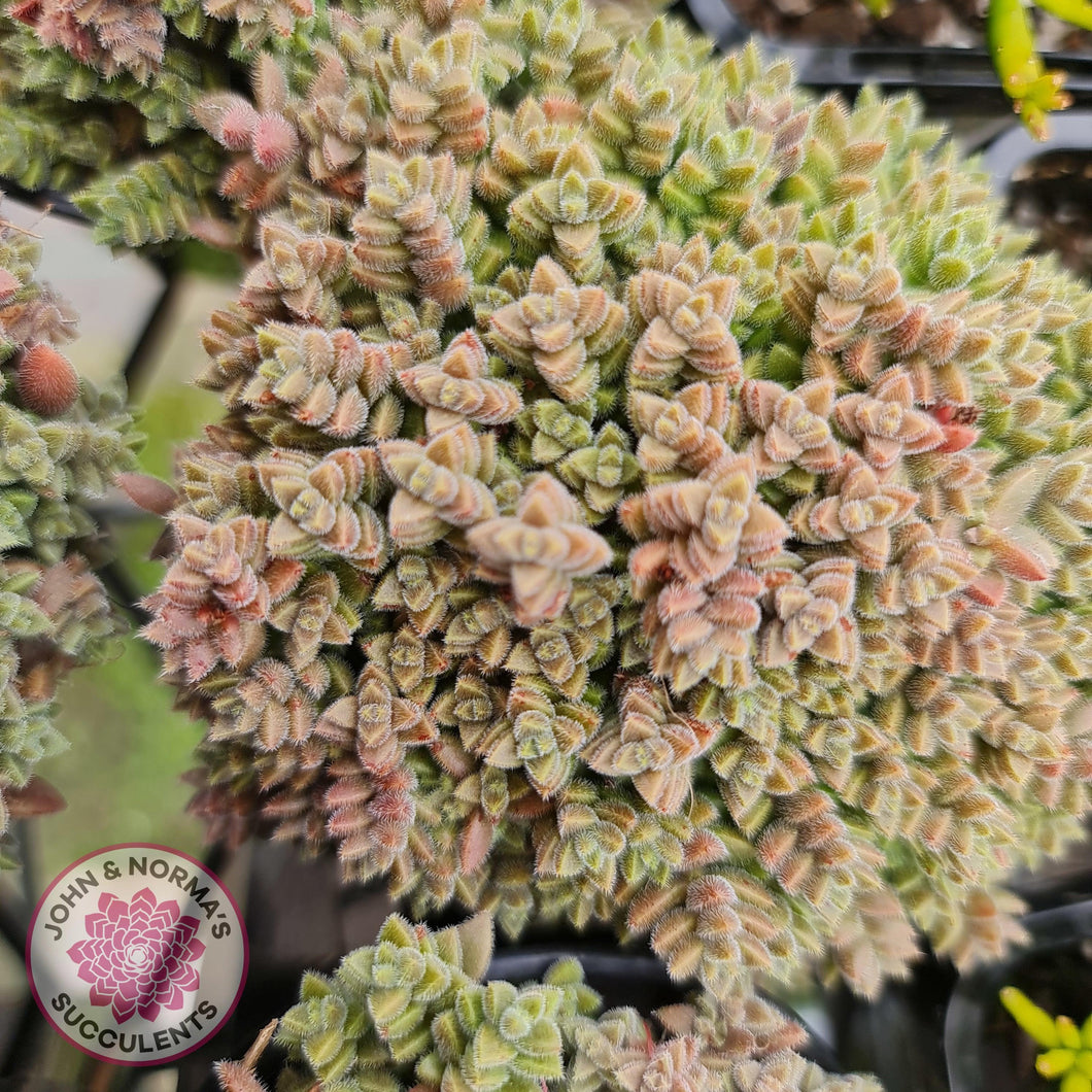 Crassula ernestii - John & Norma's Succulents