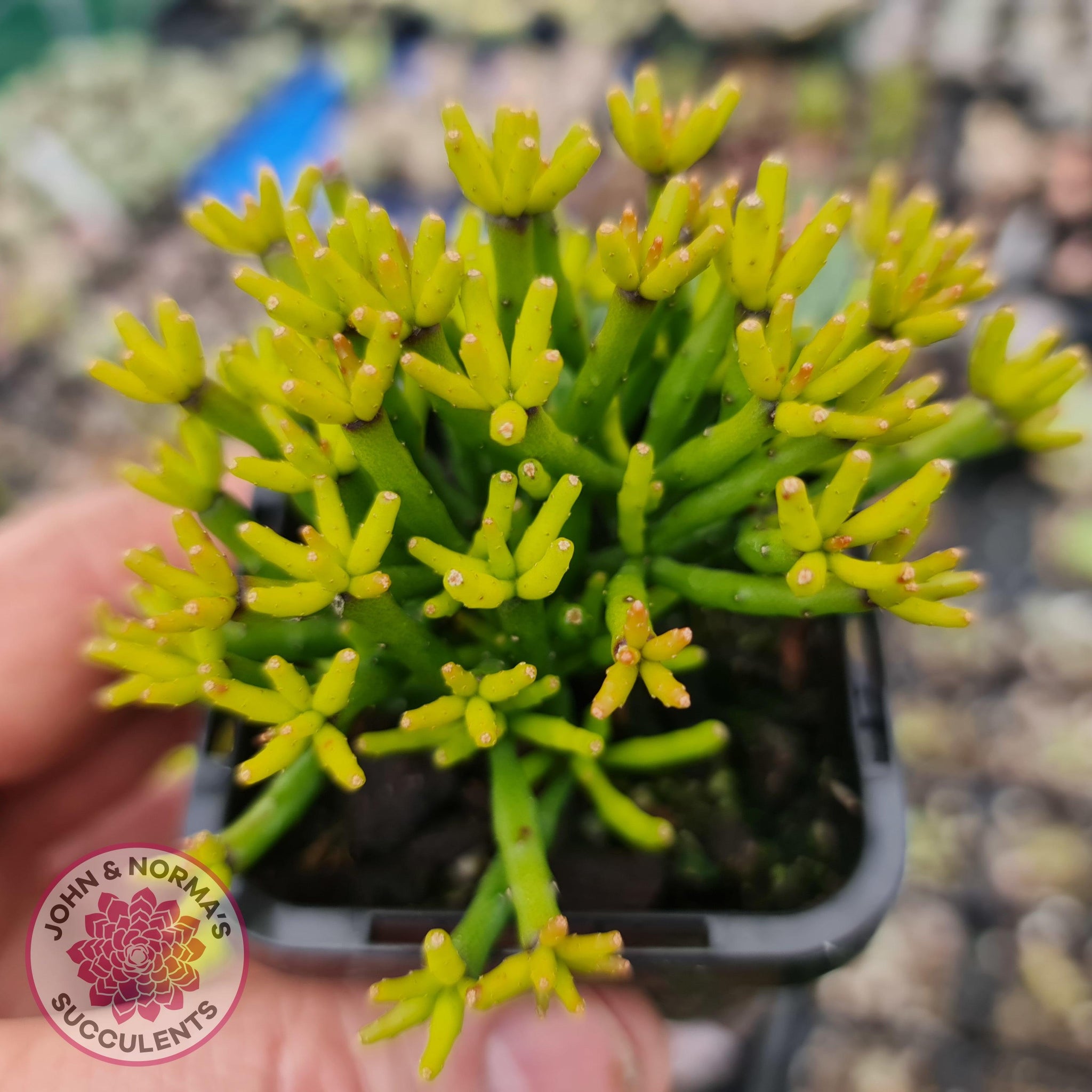 hatiora succulent Buy Hatiora salicornioides (Lg) Australia