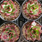 Echeveria agavoides 'Concord'