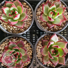 Load image into Gallery viewer, Echeveria Concord - John &amp; Norma&#39;s Succulents
