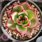Echeveria agavoides 'Concord'