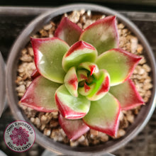 Load image into Gallery viewer, Echeveria Concord - John &amp; Norma&#39;s Succulents
