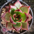 Echeveria agavoides 'Concord'