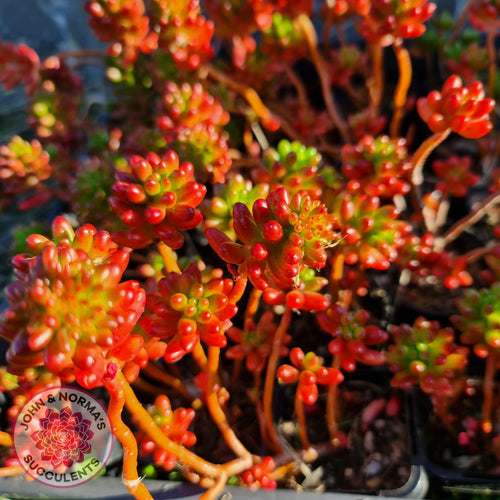 Sedum Rubrotinctum - Cuttings - John & Norma's Succulents