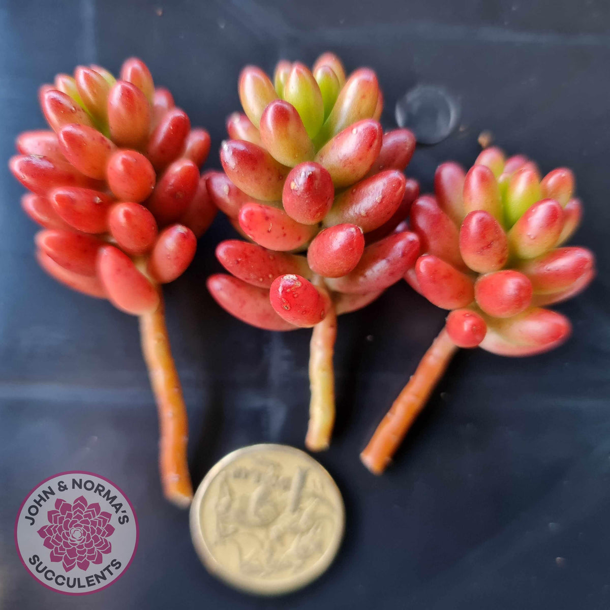 Sedum Rubrotinctum 'Red Jelly Beans' - Cuttings x 3