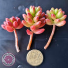Sedum Rubrotinctum 'Red Jelly Beans' - Cuttings x 3