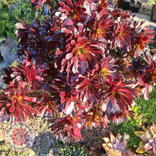 Load image into Gallery viewer, Aeonium ‘Zwartkop’ - Cutting - John &amp; Norma&#39;s Succulents
