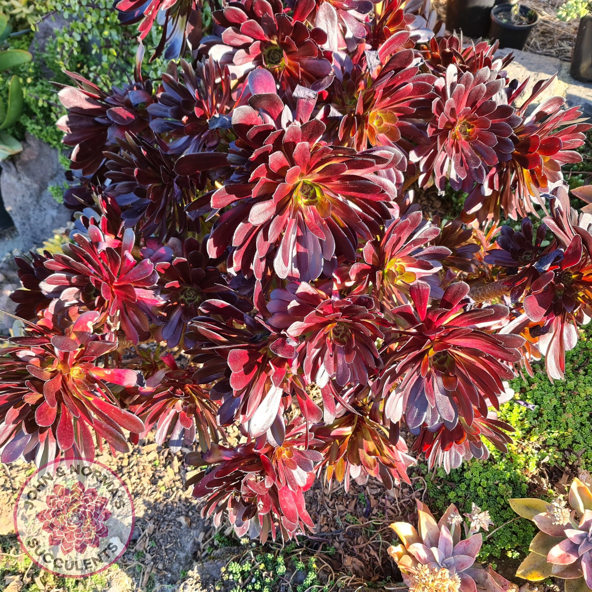 black rose succulent australia Buy Aeonium 'Zwartkop' - Cutting Australia