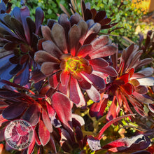 Load image into Gallery viewer, Aeonium ‘Zwartkop’ - Cutting - John &amp; Norma&#39;s Succulents
