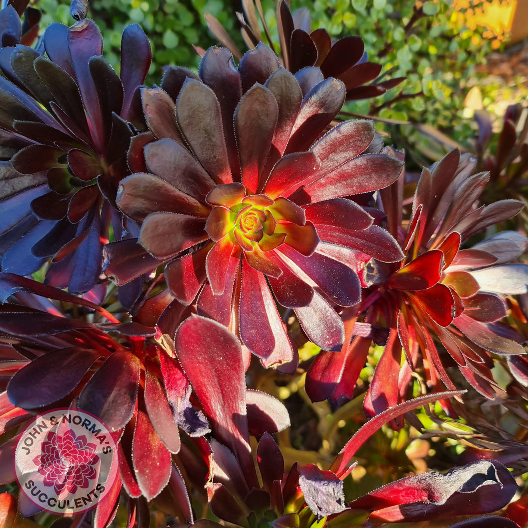 Aeonium ‘Zwartkop’ - Cutting - John & Norma's Succulents